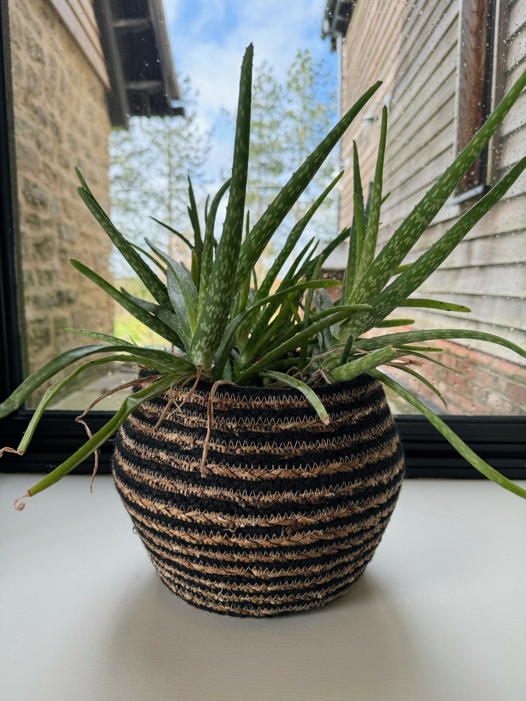 natural jute and black sea grass humbag Hogla basket with plant in it on windowsill