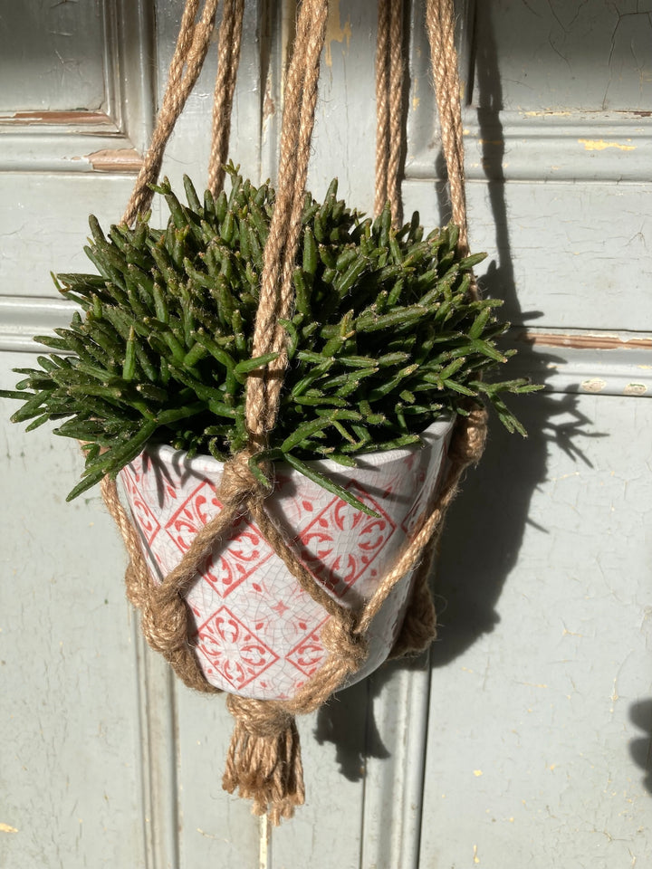 Jute plant hanger with decorative pot showcasing lush greenery, perfect for home decor. Source for the Goose Devon.